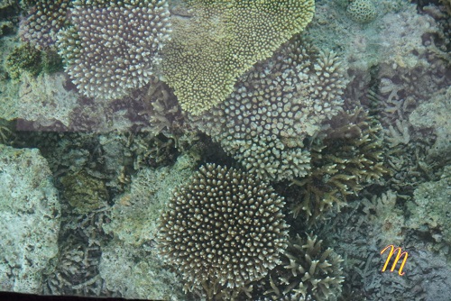 20220808珊瑚