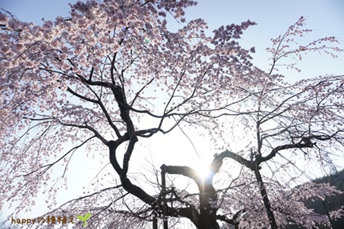 202310明治村正門桜