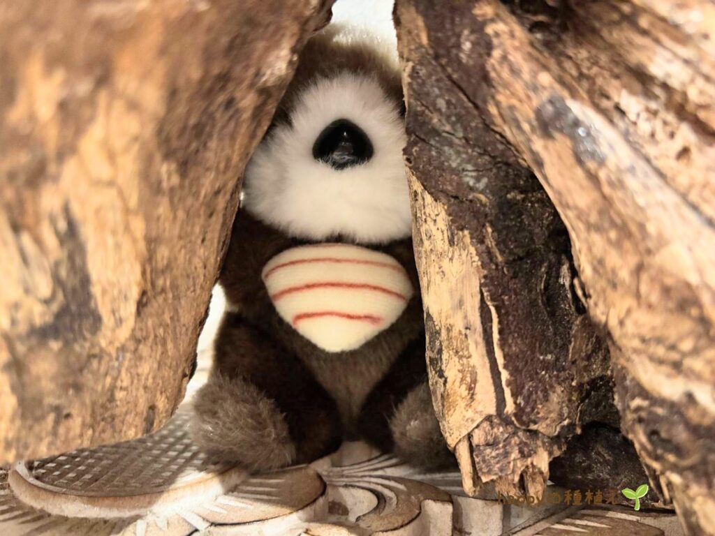 SAYAの風 「海のともだちさがし」 2