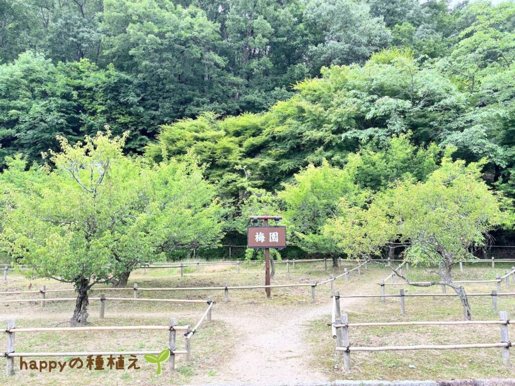 明治村 梅園