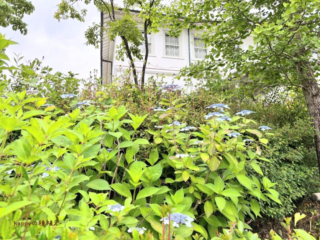 明治村 紫陽花
