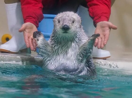 SAYAの風公式HPより 鳥羽水族館