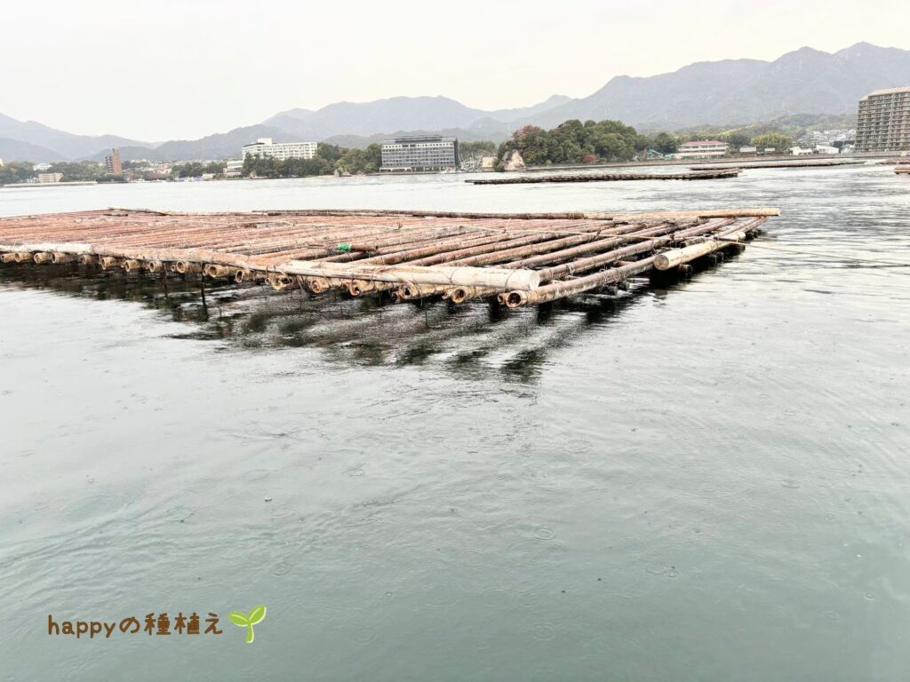 ホテル周辺アクティビティ　朝拝海上散歩　牡蠣筏